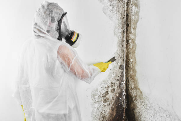 Best Basement Mold Remediation in Little Elm, TX