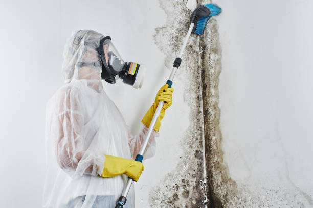Best Residential Mold Remediation in Little Elm, TX