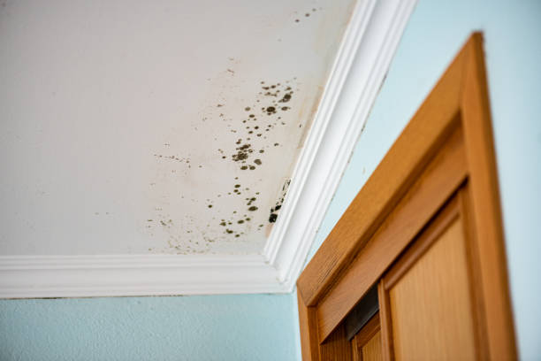  Little Elm, TX Mold Removal Pros