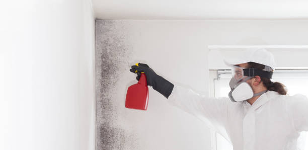 Best Mold Remediation for Specific Building Types in Little Elm, TX