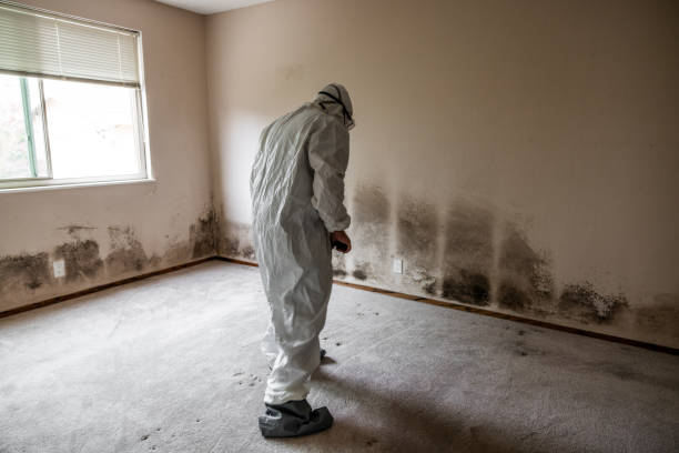 Best Localized Mold Remediation (e.g., coastal areas, humid climates) in Little Elm, TX