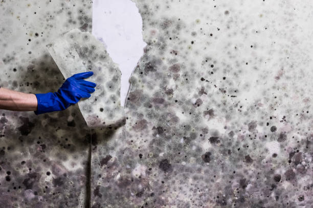 Reliable Little Elm, TX Mold Remediation Solutions