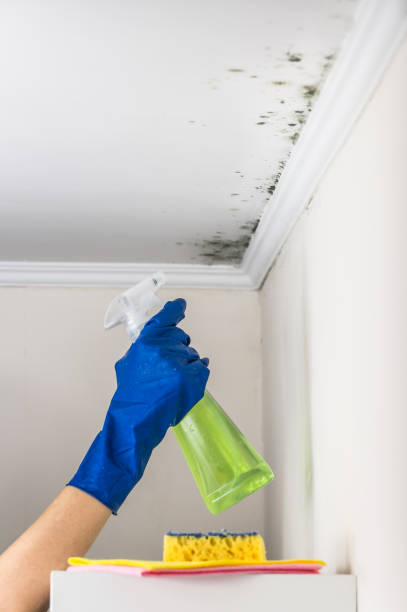 Best Bathroom Mold Remediation in Little Elm, TX
