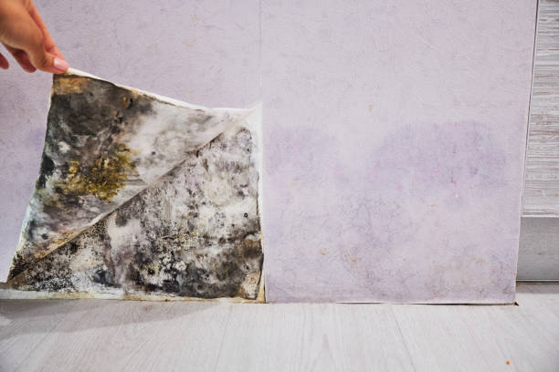 Best Black Mold Remediation in Little Elm, TX